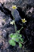 Saxifraga arachnoidea